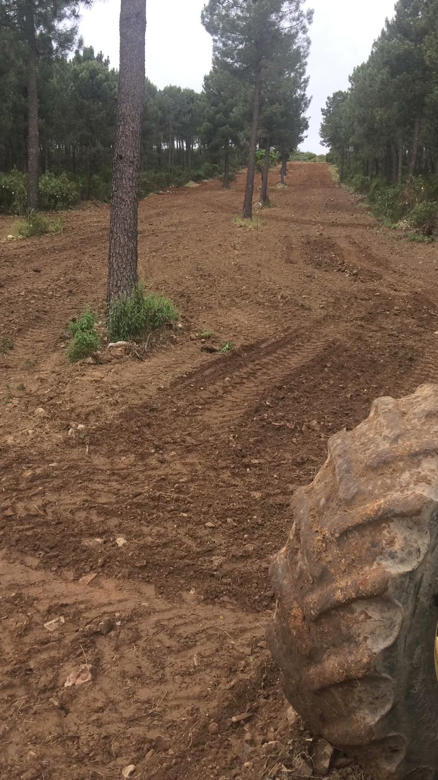 Ordenación Forestal en Ciudad Real | Planificación de Montes