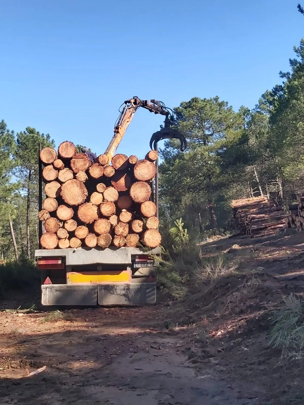 Gestión de Recursos Forestales en Ciudad Real