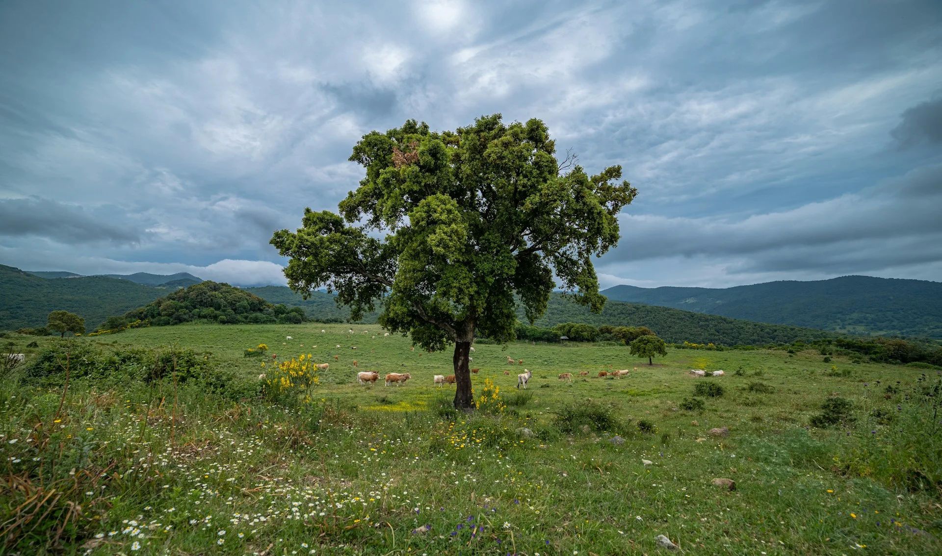 Gestión de subvenciones forestales, Castilla La Mancha