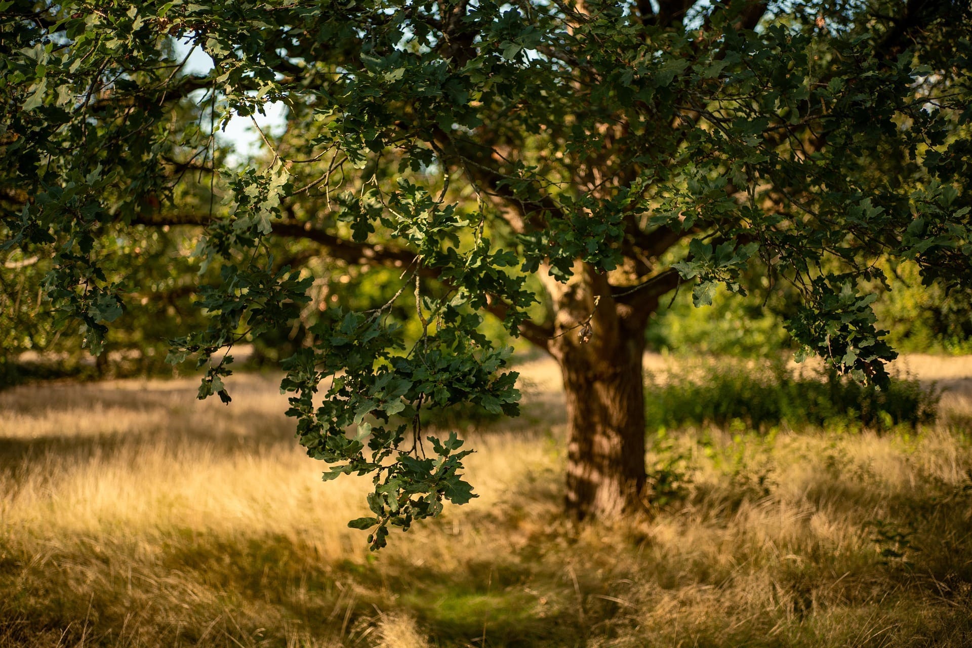Gestión cinegética, caza, repoblación forestal, Castilla La Mancha