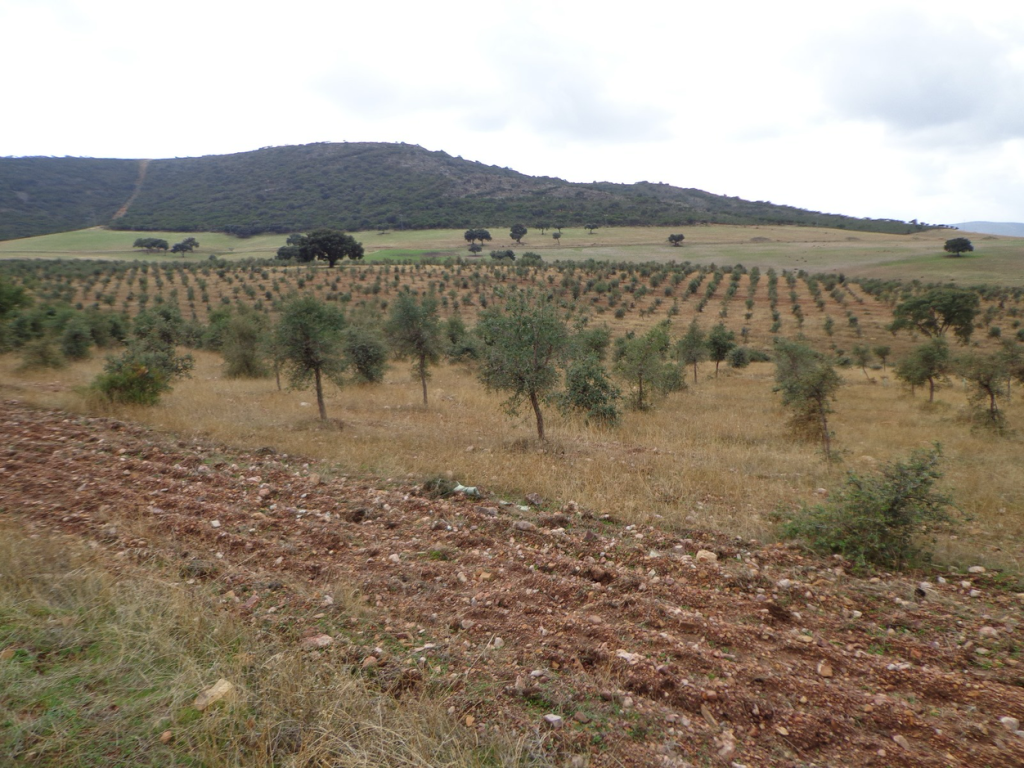 optimización de una finca rústica