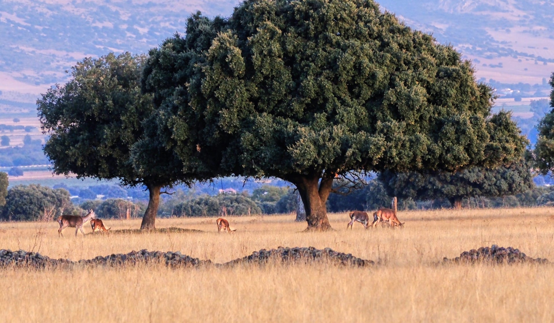 Gestión cinegética, caza, repoblación forestal, Castilla La Mancha