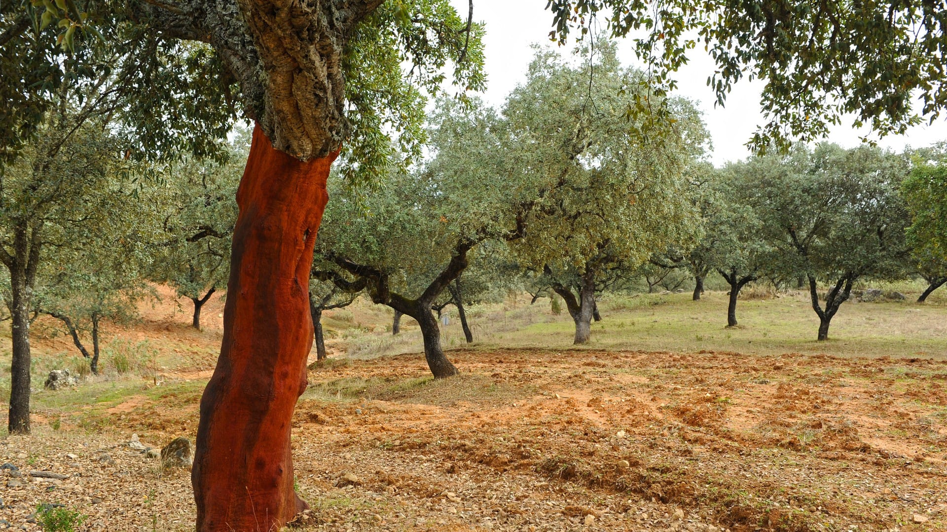 ingenieros agrónomos, ingenieros forestales Ciudad Real - Castilla la Mancha